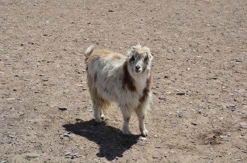 sheep wildlife mammal