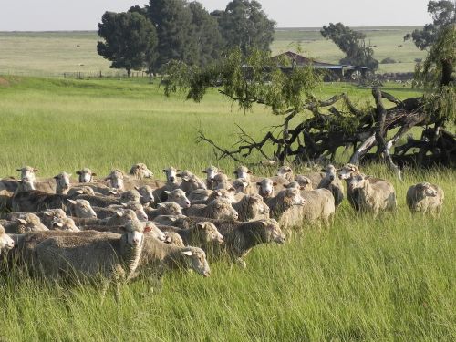 sheep farm grass