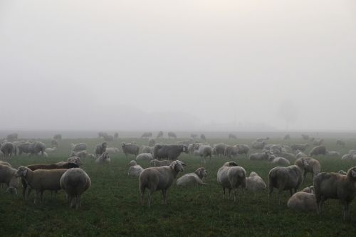 sheep sheep's herd fog