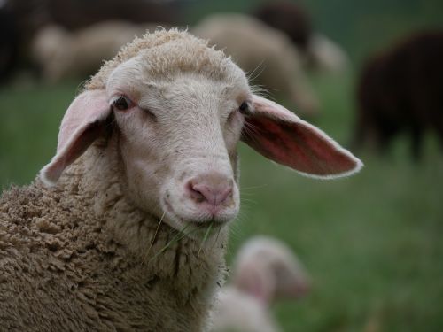 sheep pasture livestock
