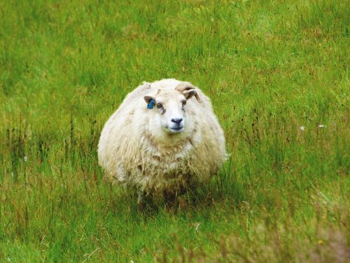 sheep iceland wool