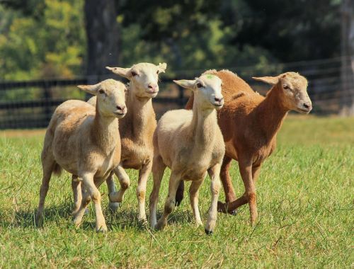 sheep sheared sheep flock