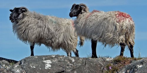 sheep ireland
