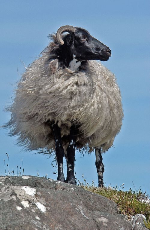 sheep ireland