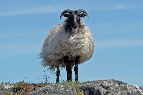 sheep ireland