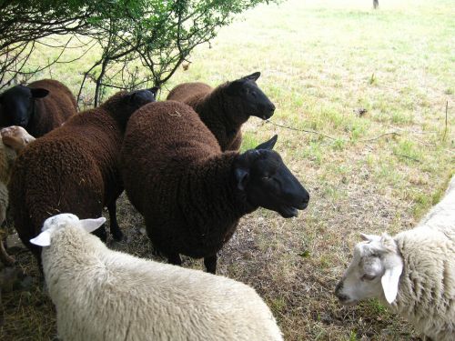 sheep soft wool