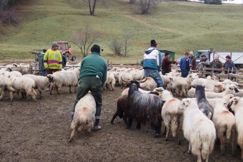 sheep sheepfold wool