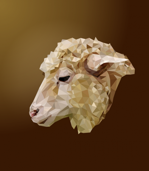 sheep head ovine