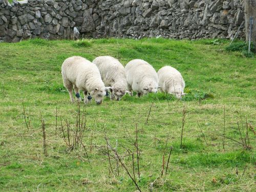 sheep ireland rural