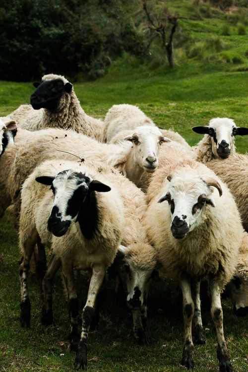 sheep flock livestock