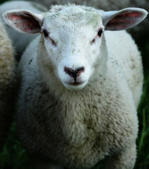 sheep wool animal