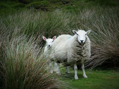 sheep lamb rural
