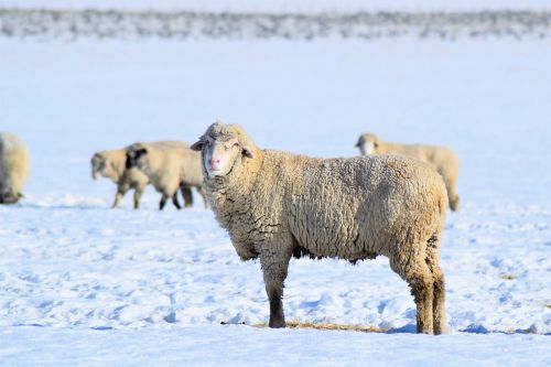 sheep snow winter