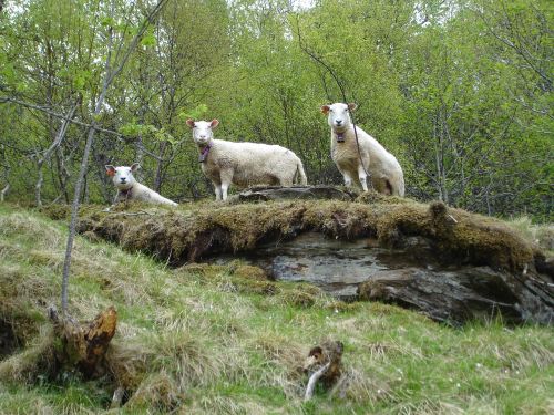 sheep the nature of the forest