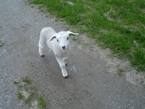 sheep lamb comely