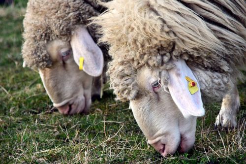 sheep eat head
