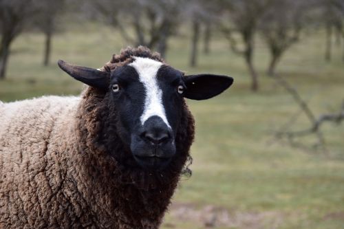 sheep animal wave