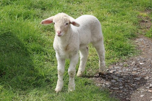 sheep lamb meadow