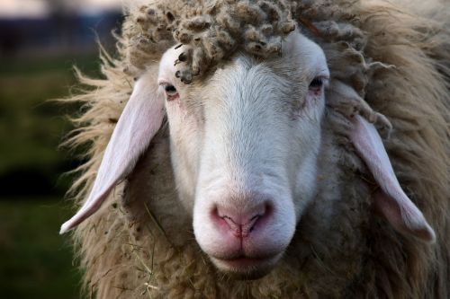 sheep head sheepshead