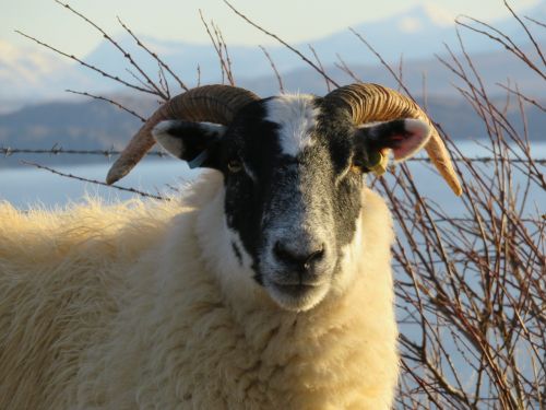 sheep scotland isle of skye