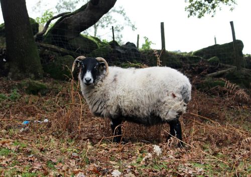 sheep horns animal