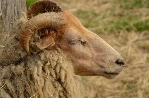 sheep head horns