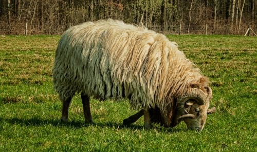 sheep ram nature