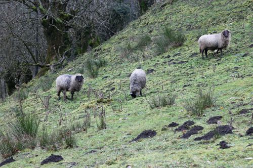 sheep animal meadow