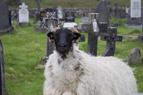 sheep ireland furry