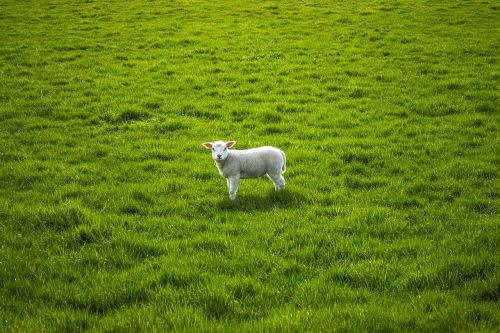 sheep lamb lentje