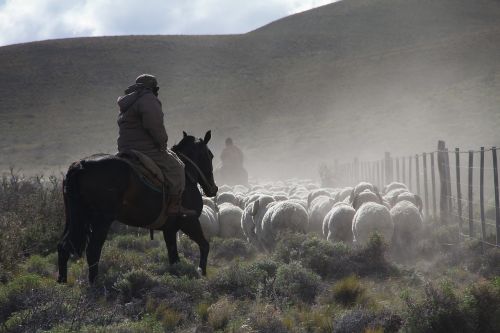 sheep herding field