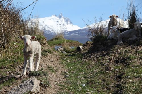 sheep lamb patagonia