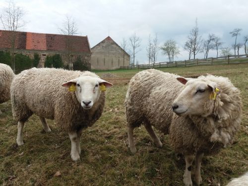 sheep farm herd