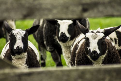 sheep lamb pasture
