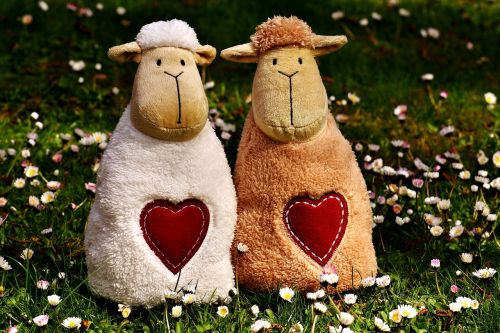 sheep love heart