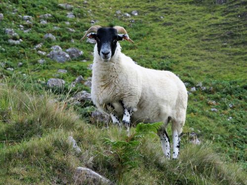 sheep high-country sheep goat