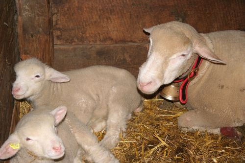 sheep stall animals