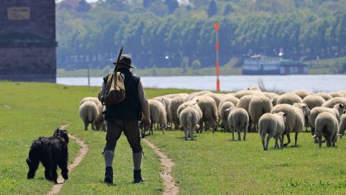 sheep dog schäfer