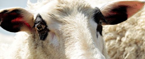 sheep livestock animal