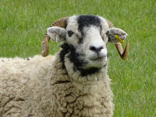 sheep farm agriculture