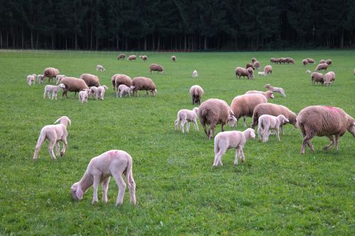 sheep flock of sheep lambs
