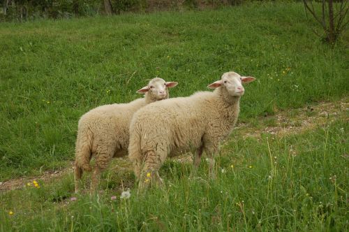 sheep animal grass