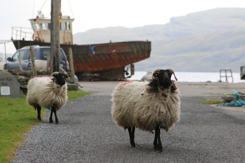 sheep port ireland