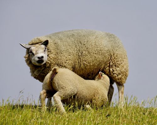 sheep lamb suckle