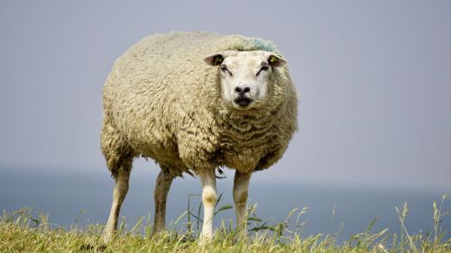 sheep wool concerns