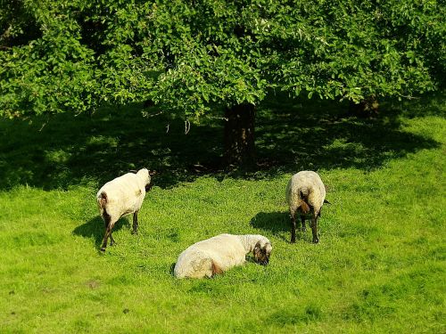 sheep animals nature