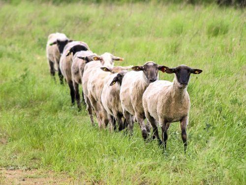 sheep livestock mammal