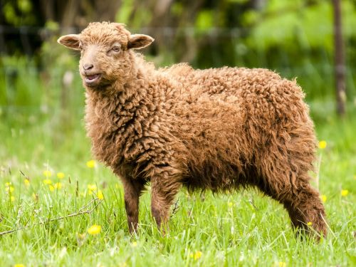 sheep lamb livestock