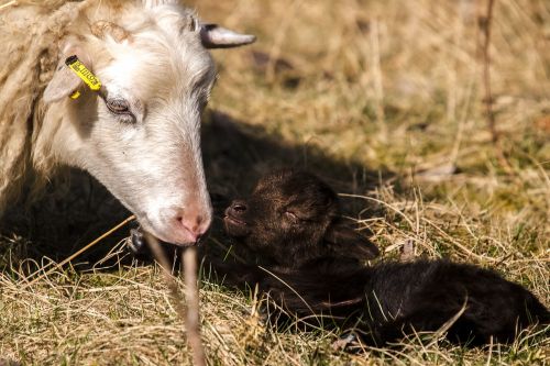 sheep animal mammal