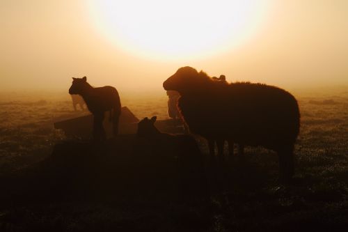 sheep sunrise mist